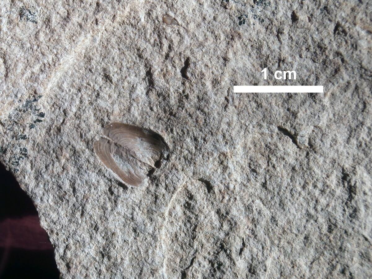 image preview(placeholder)